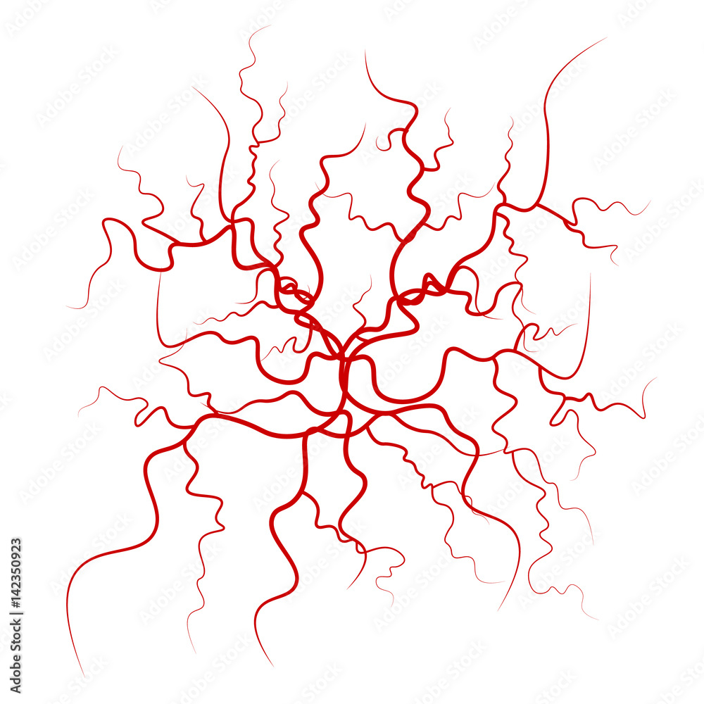 Human Blood Veins Vector. Red Blood Vessels Design. Illustration Isolated On White Background