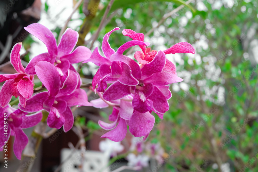 Fototapeta premium Purple Orchids.