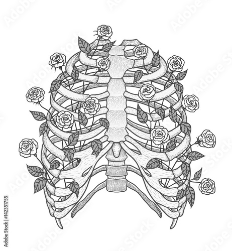Illustration of human rib cage with roses. Line art style. Boho vector