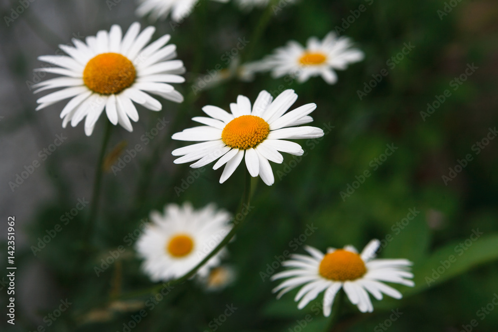 Beautiful white camomile flower background Beautiful white camomile flower background