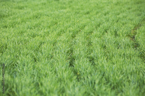 Agricultural field wheat green grass