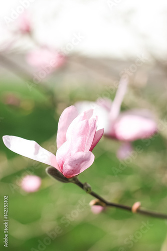 Fototapeta Naklejka Na Ścianę i Meble -  Flowering Magnolia. Spring. Flowering trees. Heat. Pink flowers.