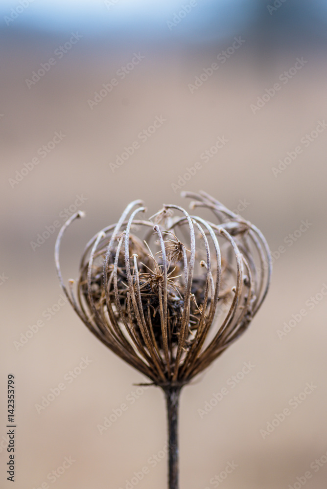 macro closeup of a single dried wildflower in winter with blurred background