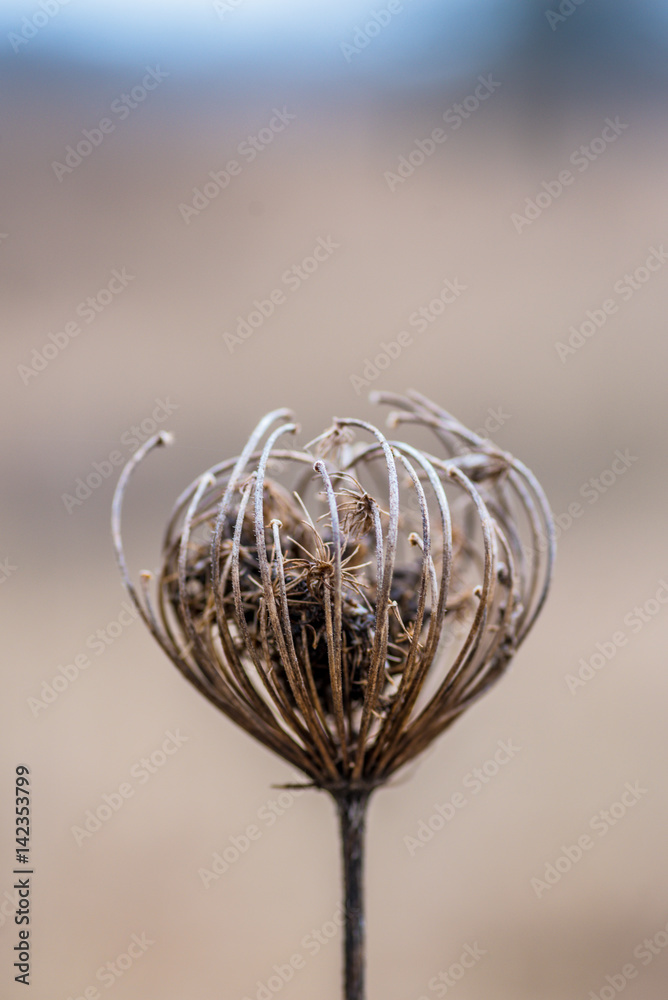 macro closeup of a single dried wildflower in winter with blurred background macro closeup of a single dried wildflower in winter with blurred background