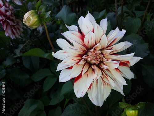 dahlia garden pink flower