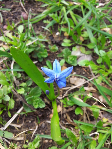 Spring blue crocus