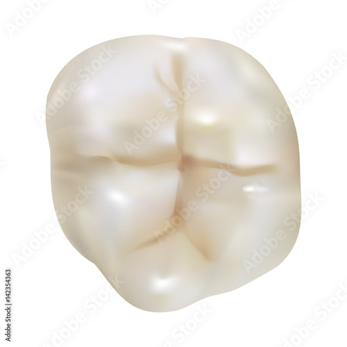Tooth. Molar chewing surface. High quality vector illustration.