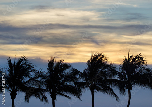 Пальмы на берегу моря на фоне сумеречного неба