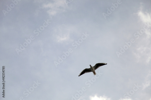 Seagull © Kybele
