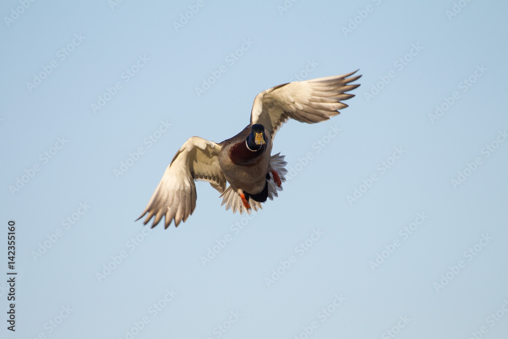 Fototapeta premium Flying Duck about to Land