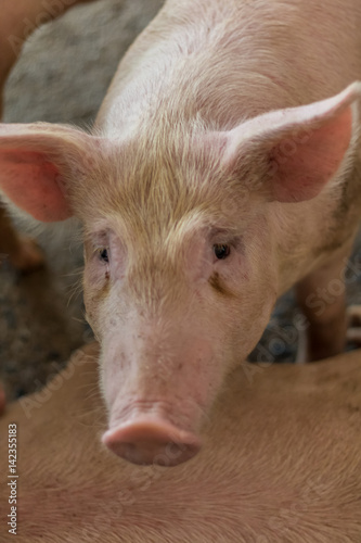 A pig © Nawarit