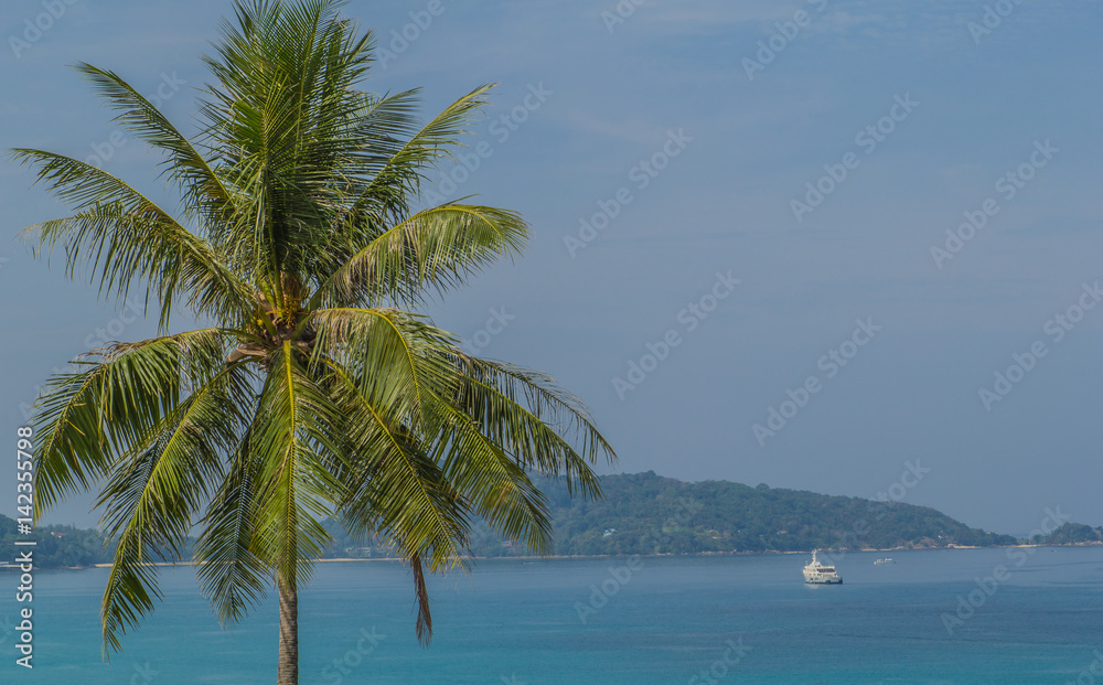 Fototapeta premium Coconut tree