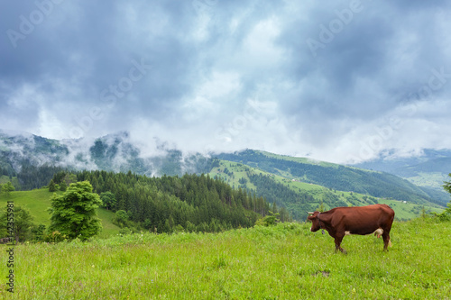 Carpathian Mountains. A cow grazing in a mountain green meadow