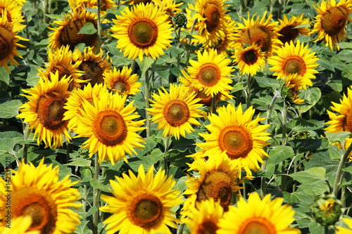 Beautiful sunflower in the european field  closeup