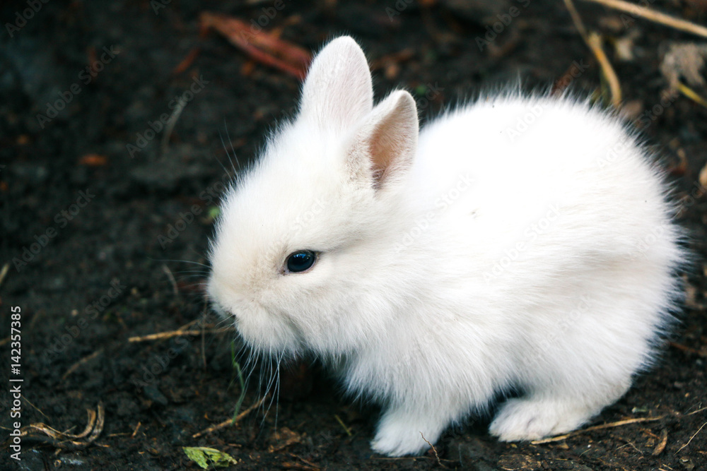 Funny baby white rabbit Funny baby white rabbit
