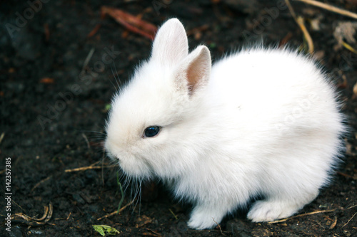 Funny baby white rabbit 