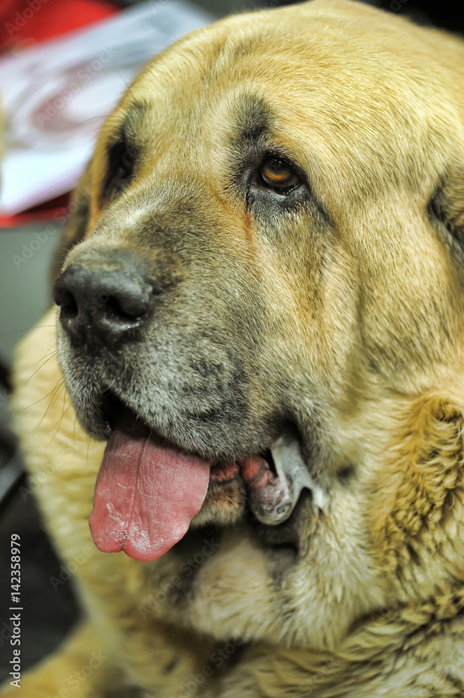 Irish Mastiff