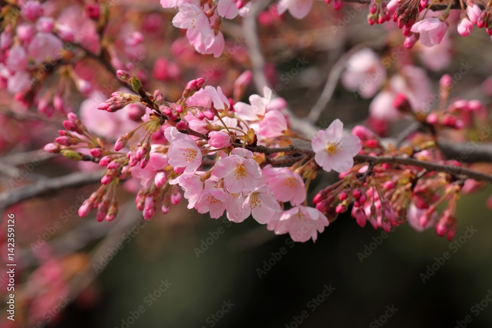 桜(ジンダイアケボノ) 桜(ジンダイアケボノ)