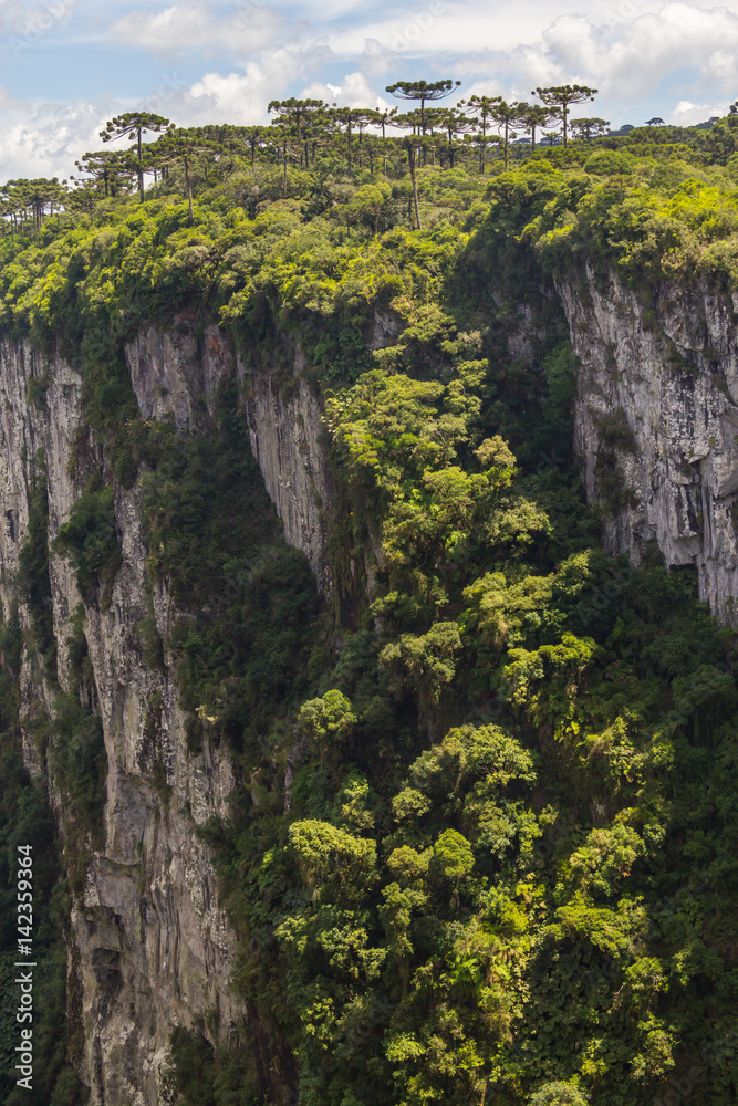 Araucaria angustifolia forest at Itaimbezinho Canyon