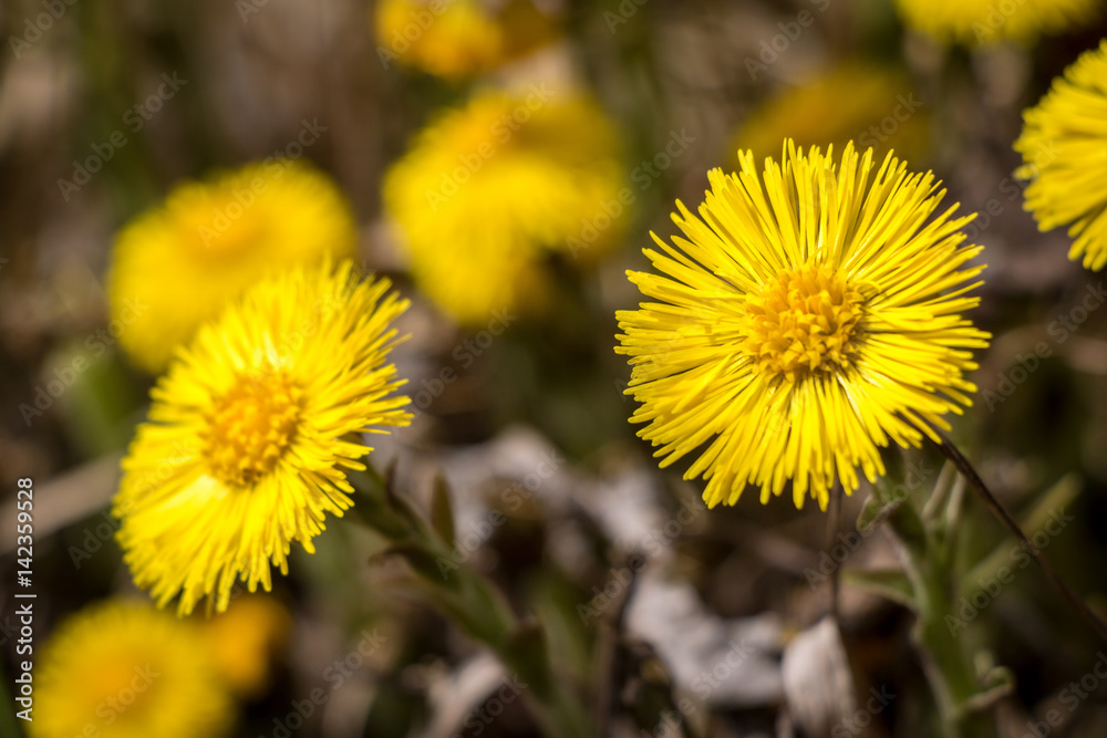 Flowers of tussilago farfara commonly known as coltsfoot Flowers of tussilago farfara commonly known as coltsfoot