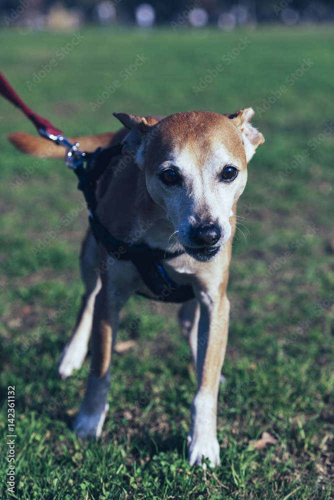 Pinscher Dog Lawn Portrait