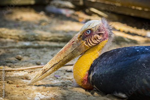 Image of a Lesser adjutant stork. wild animals. photo