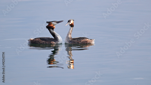 Male and female Great Crested Grebes, Podiceps cristatus, during a Spring mating ritual