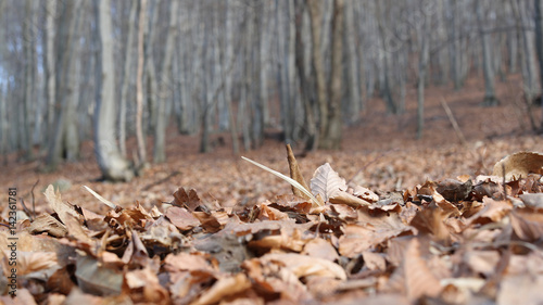 Beech tree forest in the winter with focus on the leaves in the foreground