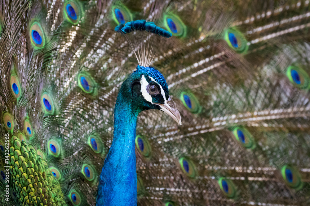 Image of a peacock showing its beautiful feathers. wild animals. Image of a peacock showing its beautiful feathers. wild animals.