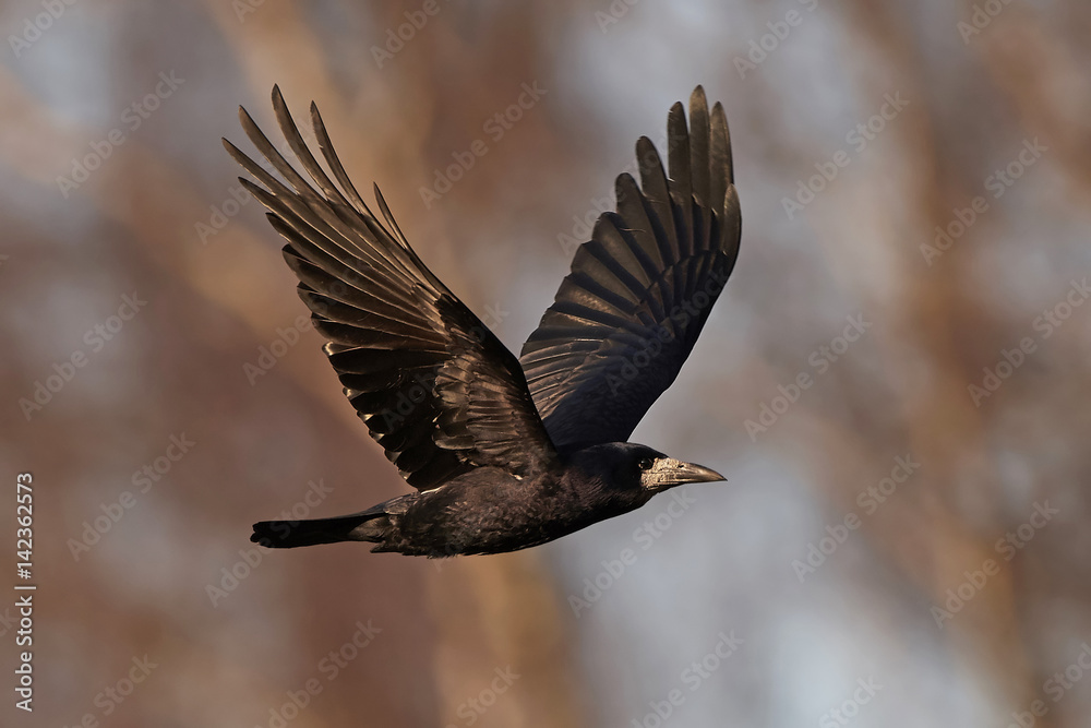 Obraz premium Rook (Corvus frugilegus)
