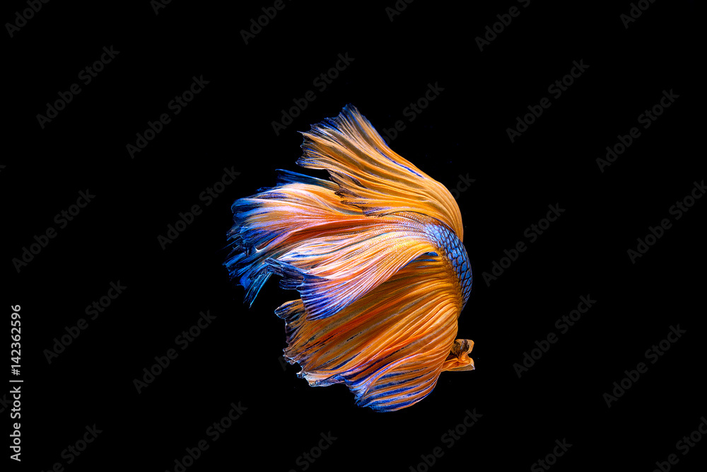 Capture the moving moment of white siamese fighting fish isolated on black background. Betta fish Capture the moving moment of white siamese fighting fish isolated on black background. Betta fish