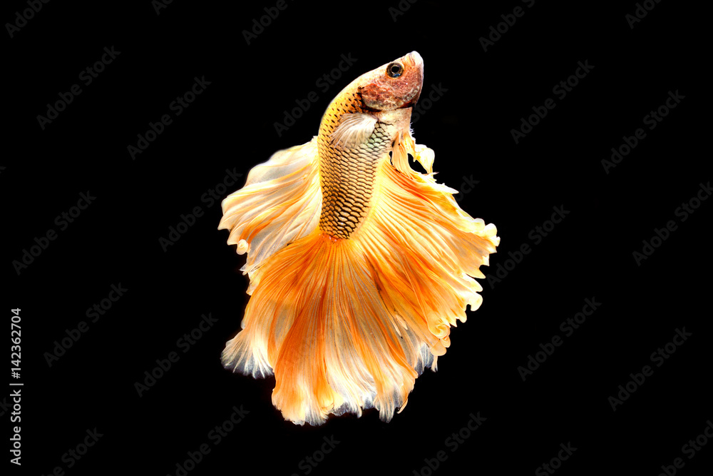 Capture the moving moment of white siamese fighting fish isolated on black background. Betta fish Capture the moving moment of white siamese fighting fish isolated on black background. Betta fish
