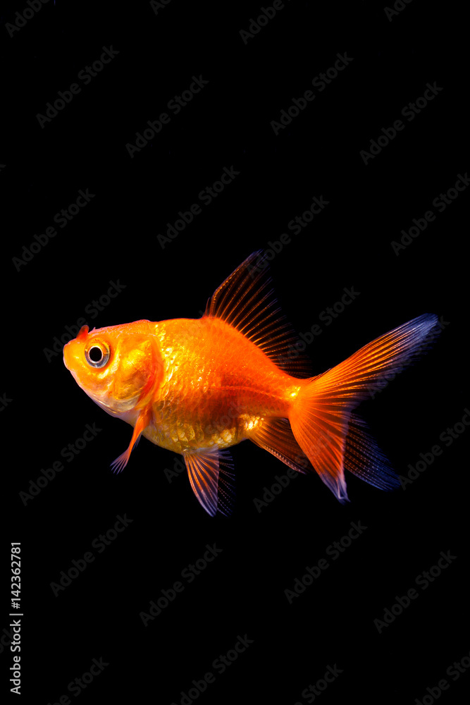 Goldfish in black background