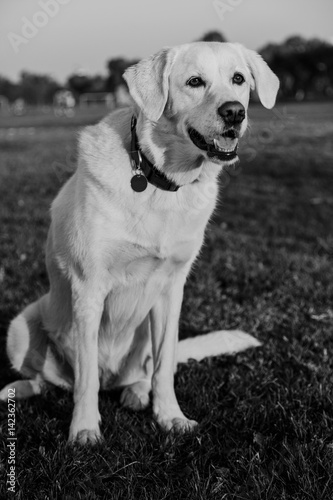 Mixed Labrador Park Portrait