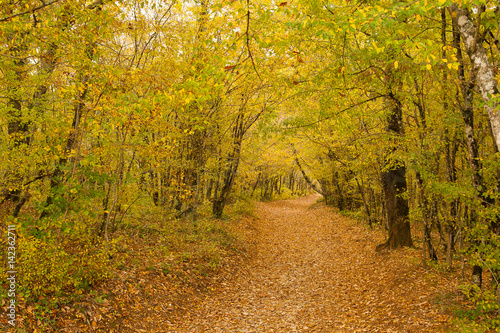 The path is in the autumn forest.
