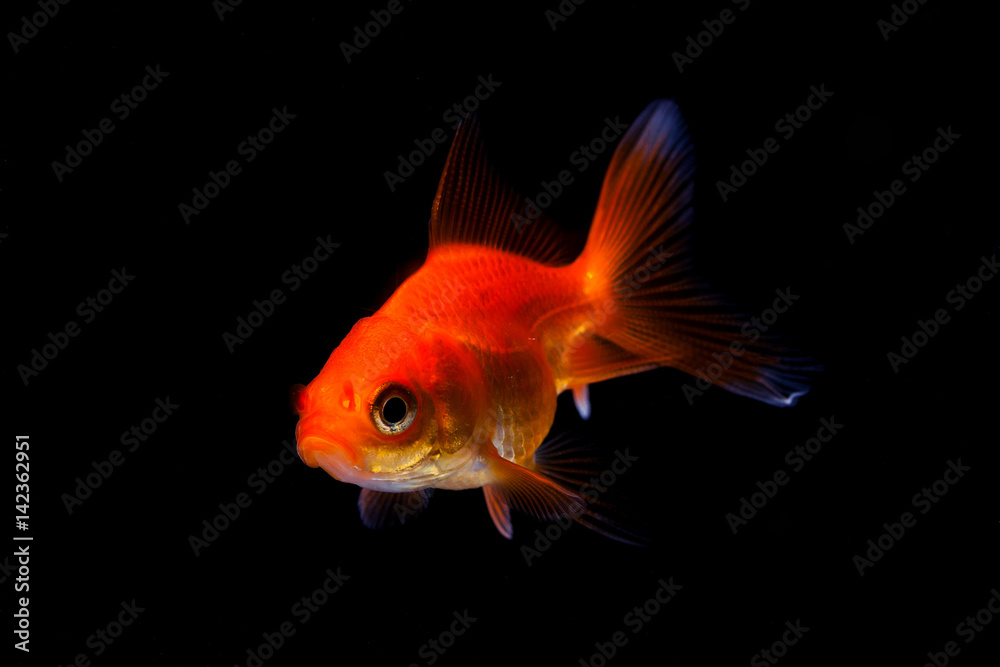 Goldfish in black background