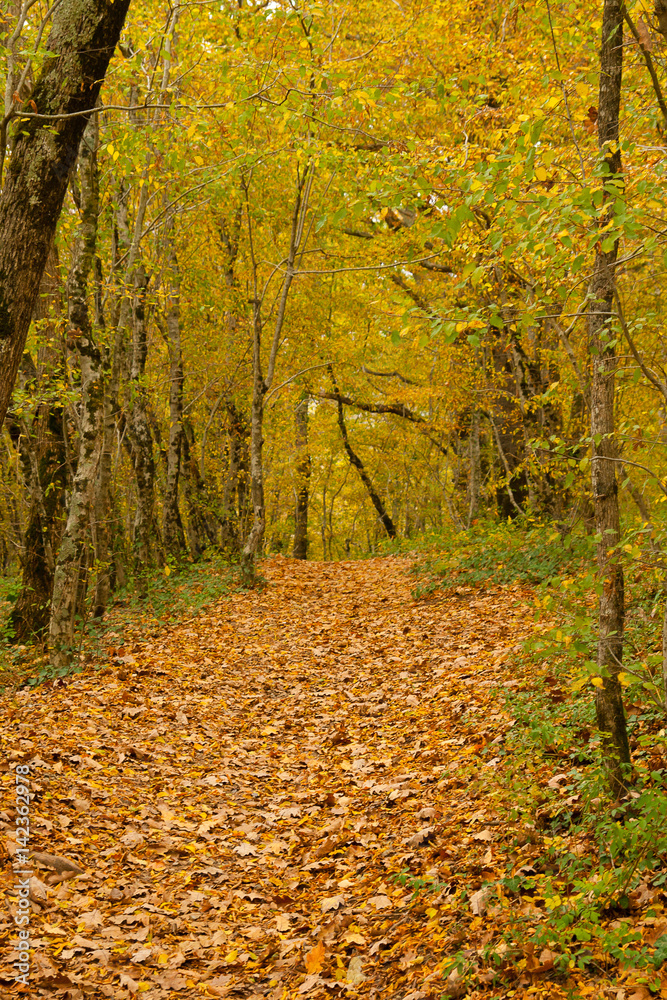 The path is in the autumn forest.