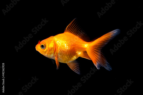 Goldfish in black background