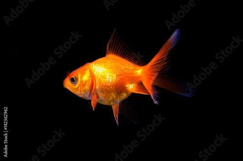 Goldfish in black background © nikomsolftwaer