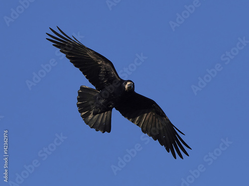 Rook (Corvus frugilegus) © dennisjacobsen