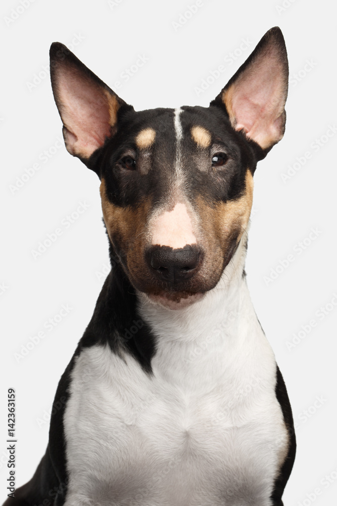 Portrait of Gorgeous Bull Terrier Dog Looking in camera on isolated White background, front view Portrait of Gorgeous Bull Terrier Dog Looking in camera on isolated White background, front view