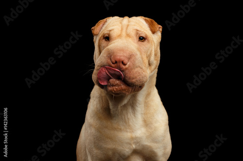 Portrait of Shar-pei Dog Lick on Isolated Black Background  Front view