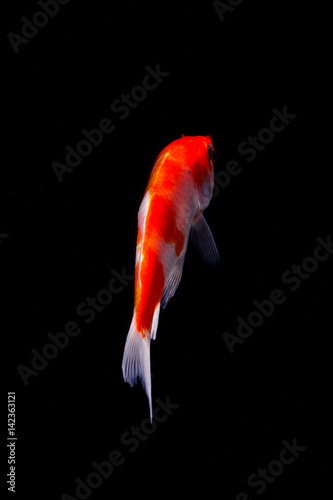 Koi fish isolated on black background