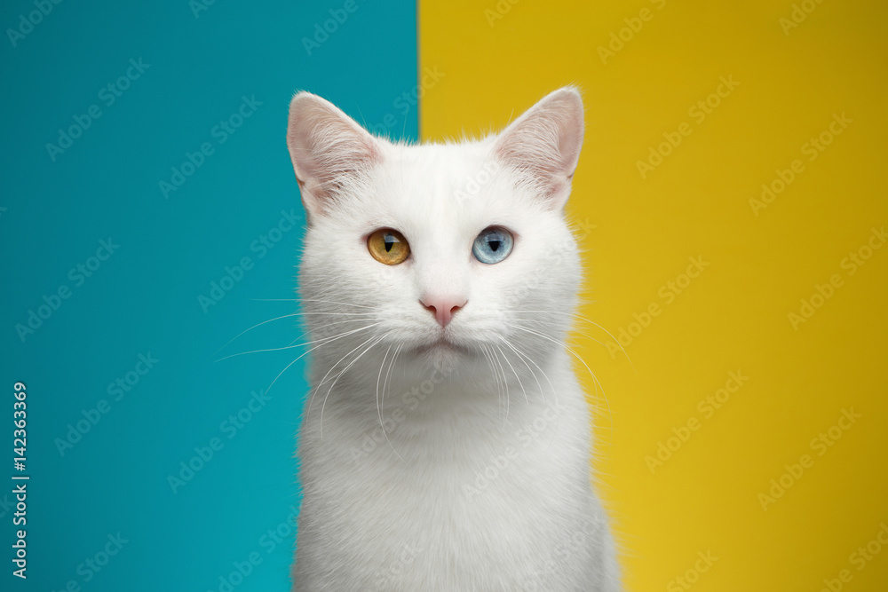 Portrait of Pure White Cat with odd eyes Looking in camera on bright Blue and Yellow Background, front view Portrait of Pure White Cat with odd eyes Looking in camera on bright Blue and Yellow Background, front view