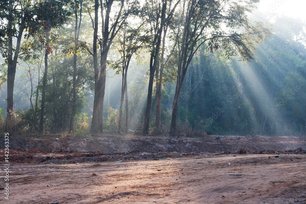 Obraz premium Light of sunrise through the trees. Light beam at a hiking trail in a forest.