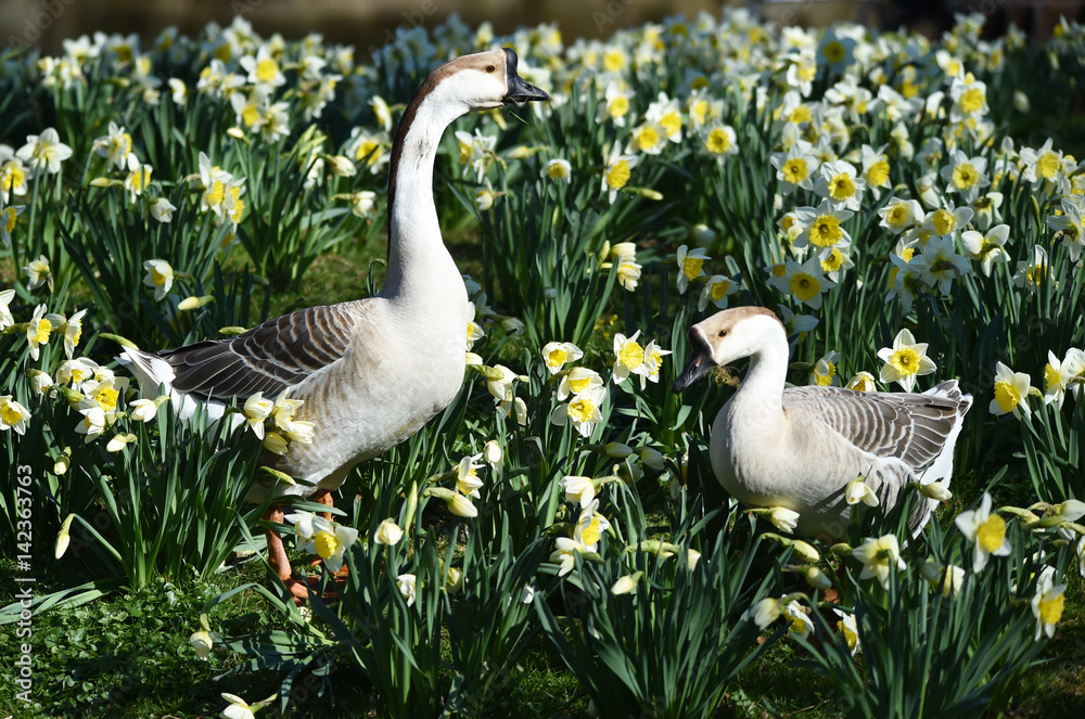 Obraz premium Höckergans in Osterglocken 