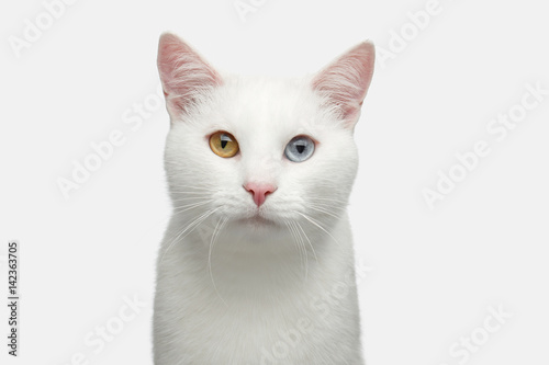 Portrait of Pure White Cat with odd eyes on Isolated Background