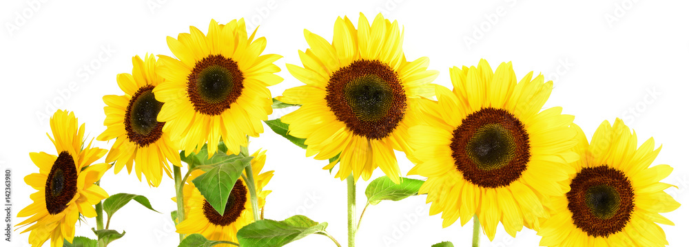 Fototapeta premium Sonnenblumen Panorama - Sonnenblume Blüten Freigestellt