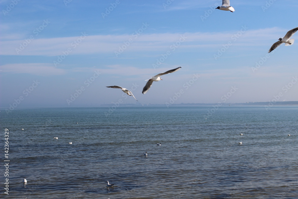Blackheaded gull on the beach, seagull and swan an the beach, birds on the sea, pier on the sea, pier, sea, swan, sunny day on the beach, sunny say on the sea, baltic sea, 