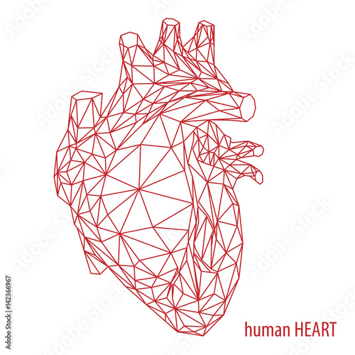 Cuore umano anatomico, forma del cuore reale in stile lineare polygonale, linee grigie sullo sfondo bianco, illustrazione vettoriale